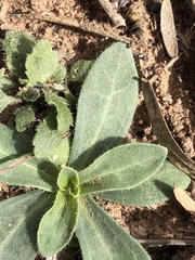 Amblyolepis setigera