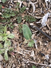 Amblyolepis setigera