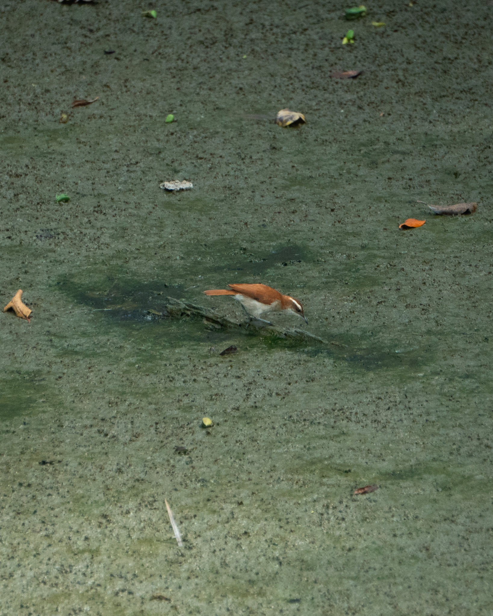 Band-tailed Hornero (Furnarius figulus), photo 3