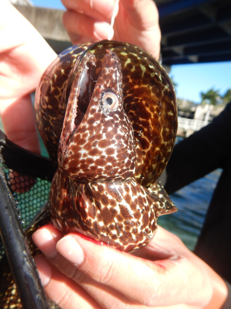 Spotted moray (Gymnothorax moringa) — Muraenidae