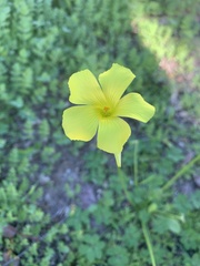Oxalis pes-caprae