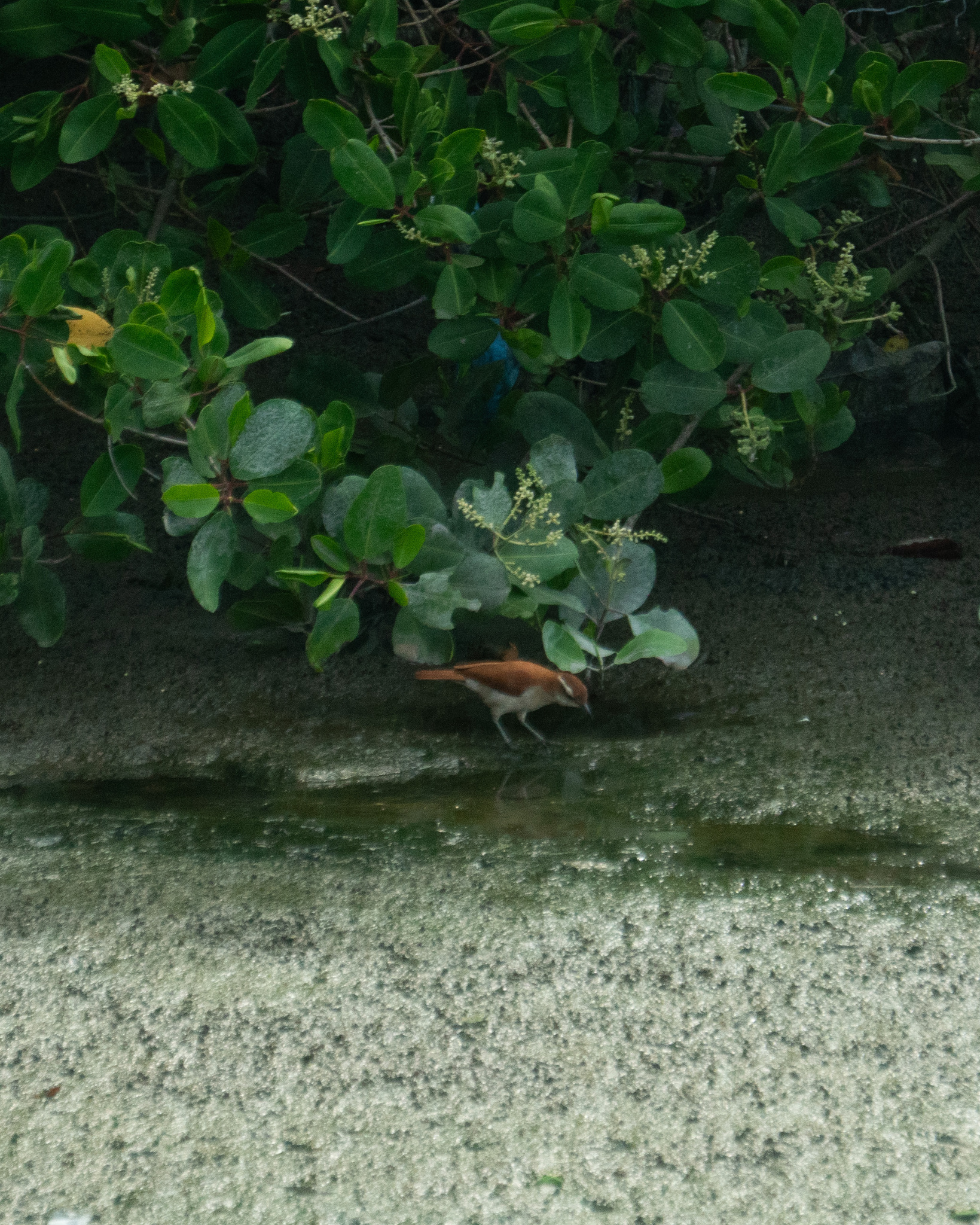 Band-tailed Hornero (Furnarius figulus), photo 2