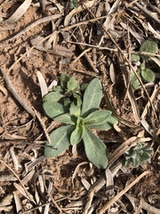 Amblyolepis setigera