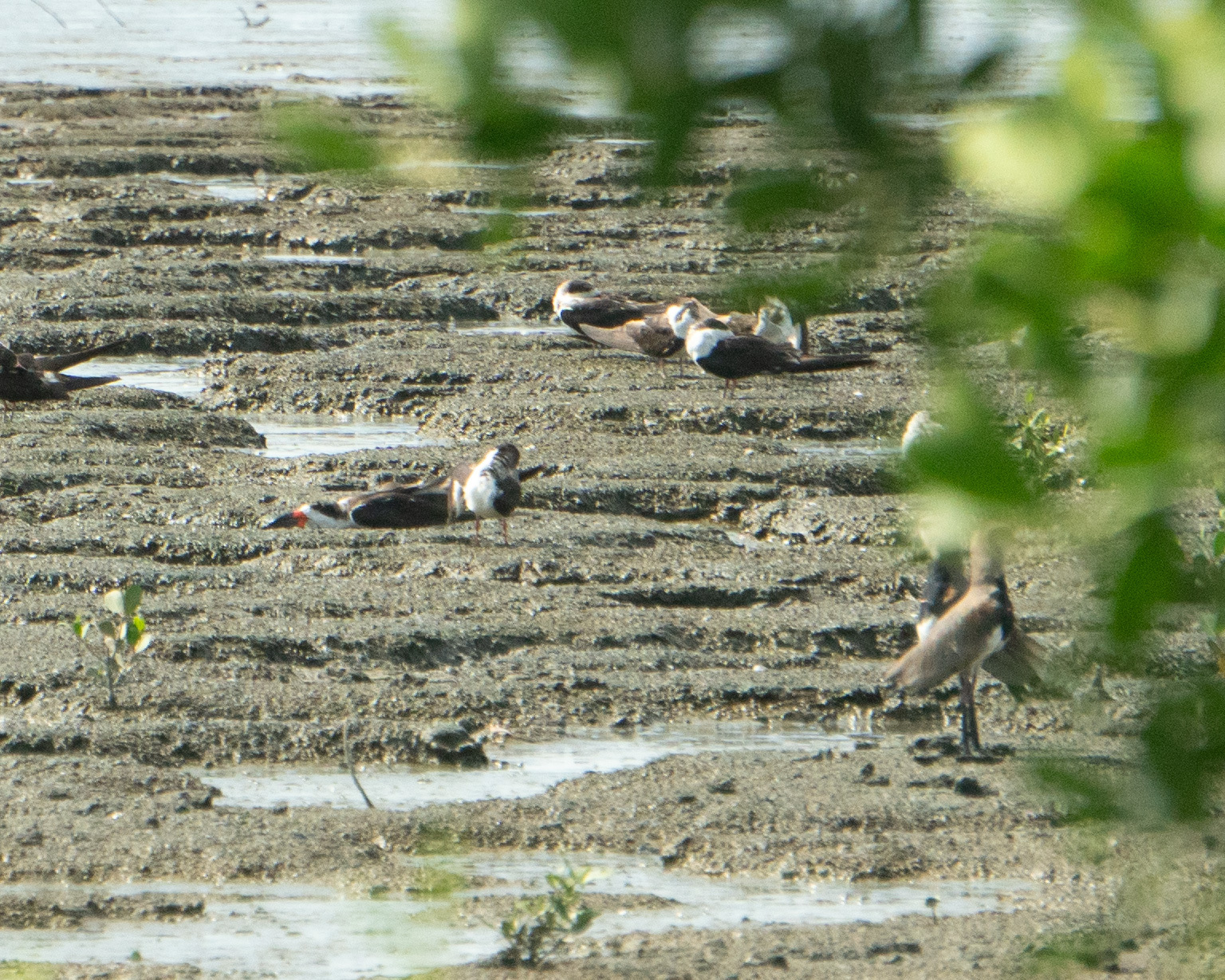 Black Skimmer (Rynchops niger), photo 3