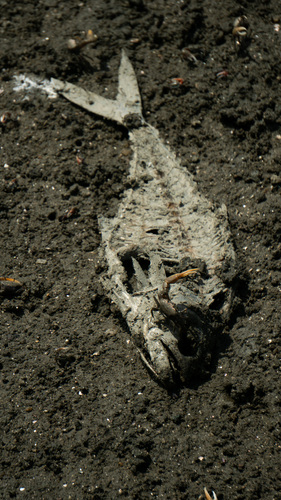 Argentine queenfish (Parona signata) — Carangidae