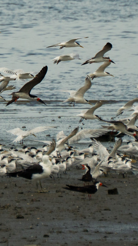 Black Skimmer (Rynchops niger), photo 4