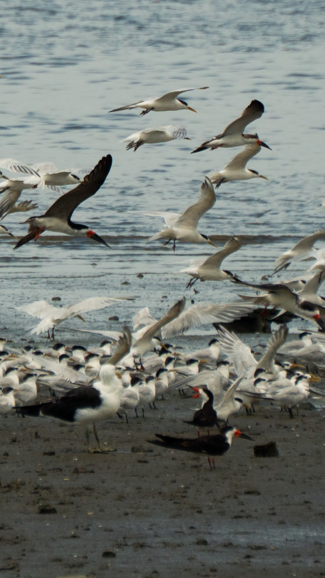 Black Skimmer (Rynchops niger), photo 4