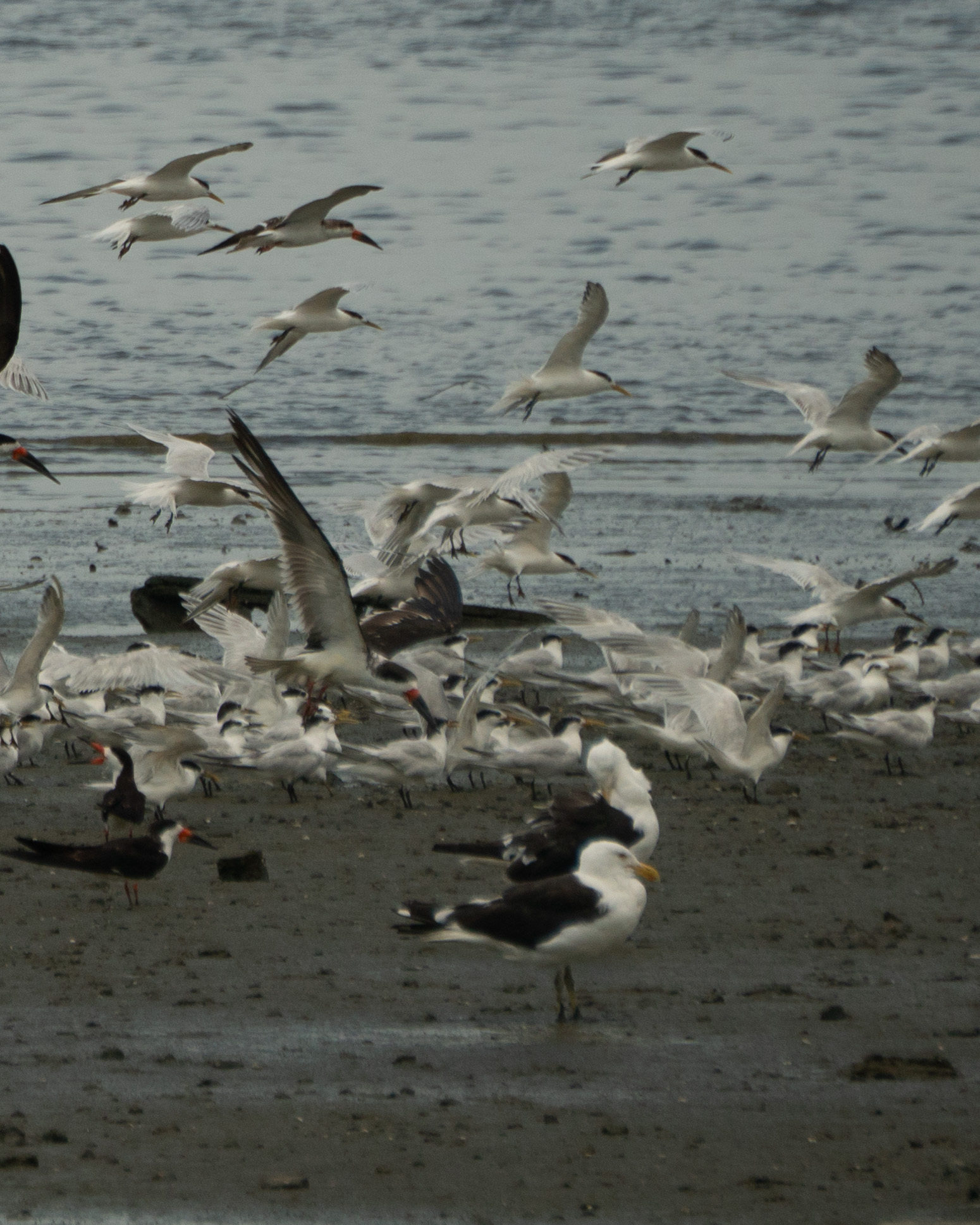 Sandwich Tern (Thalasseus sandvicensis), photo 1