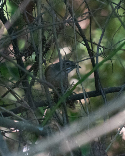 Moustached Wren (Pheugopedius genibarbis), photo 6