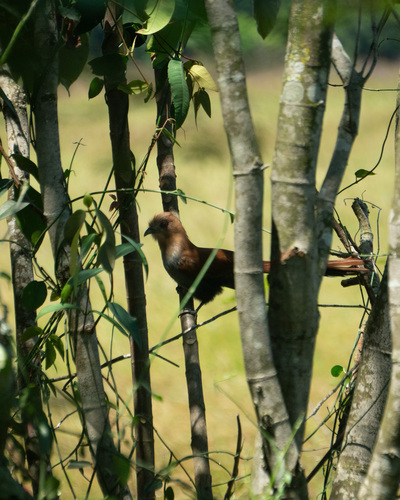 Common Squirrel Cuckoo (Piaya cayana), photo 4