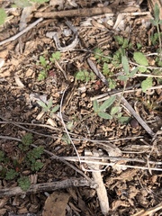 Astragalus nuttallianus austrinus
