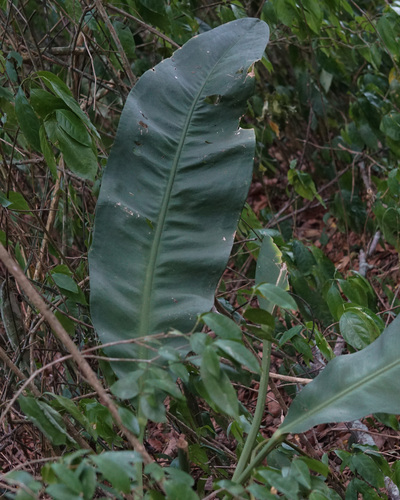 Anthurium coriaceum, photograph 1