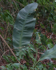Anthurium coriaceum, photograph author not stated, no rights reserved