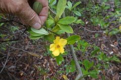 Hibbertia scandens