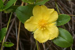 Hibbertia scandens