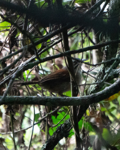 Moustached Wren (Pheugopedius genibarbis), photo 5