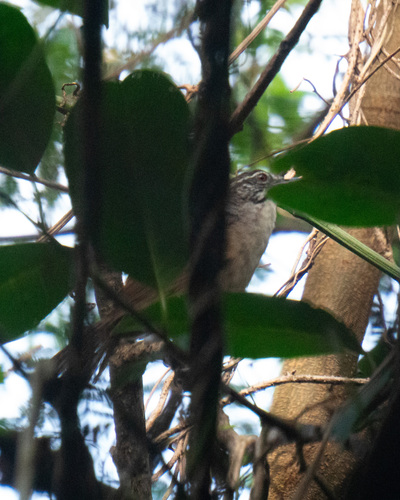 Moustached Wren (Pheugopedius genibarbis), photo 7