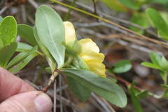 Hibbertia scandens