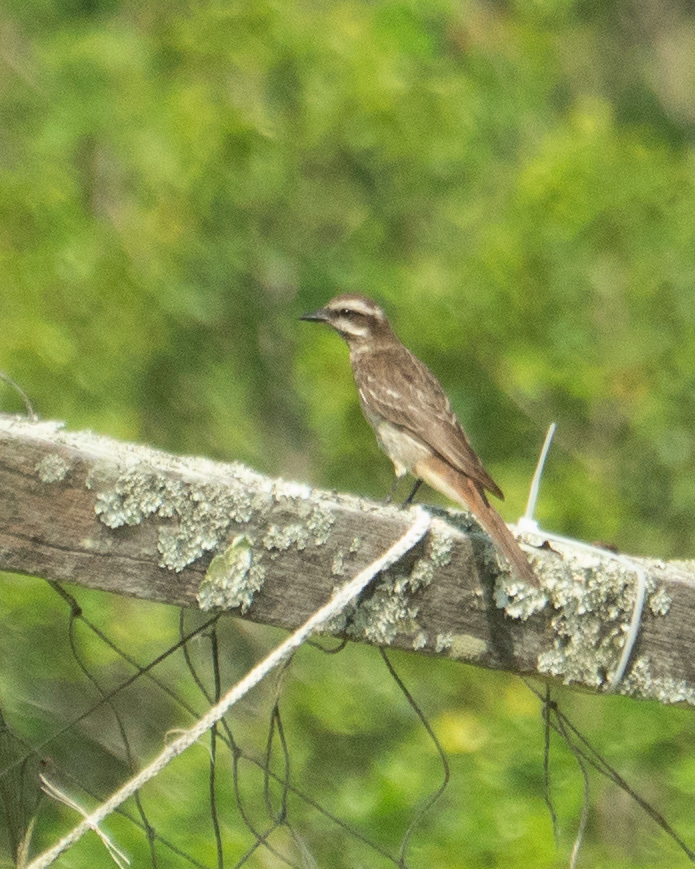 Variegated Flycatcher (Empidonomus varius), photo 3