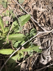 Astragalus nuttallianus austrinus