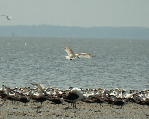 Sandwich Tern (Thalasseus sandvicensis), photo 4