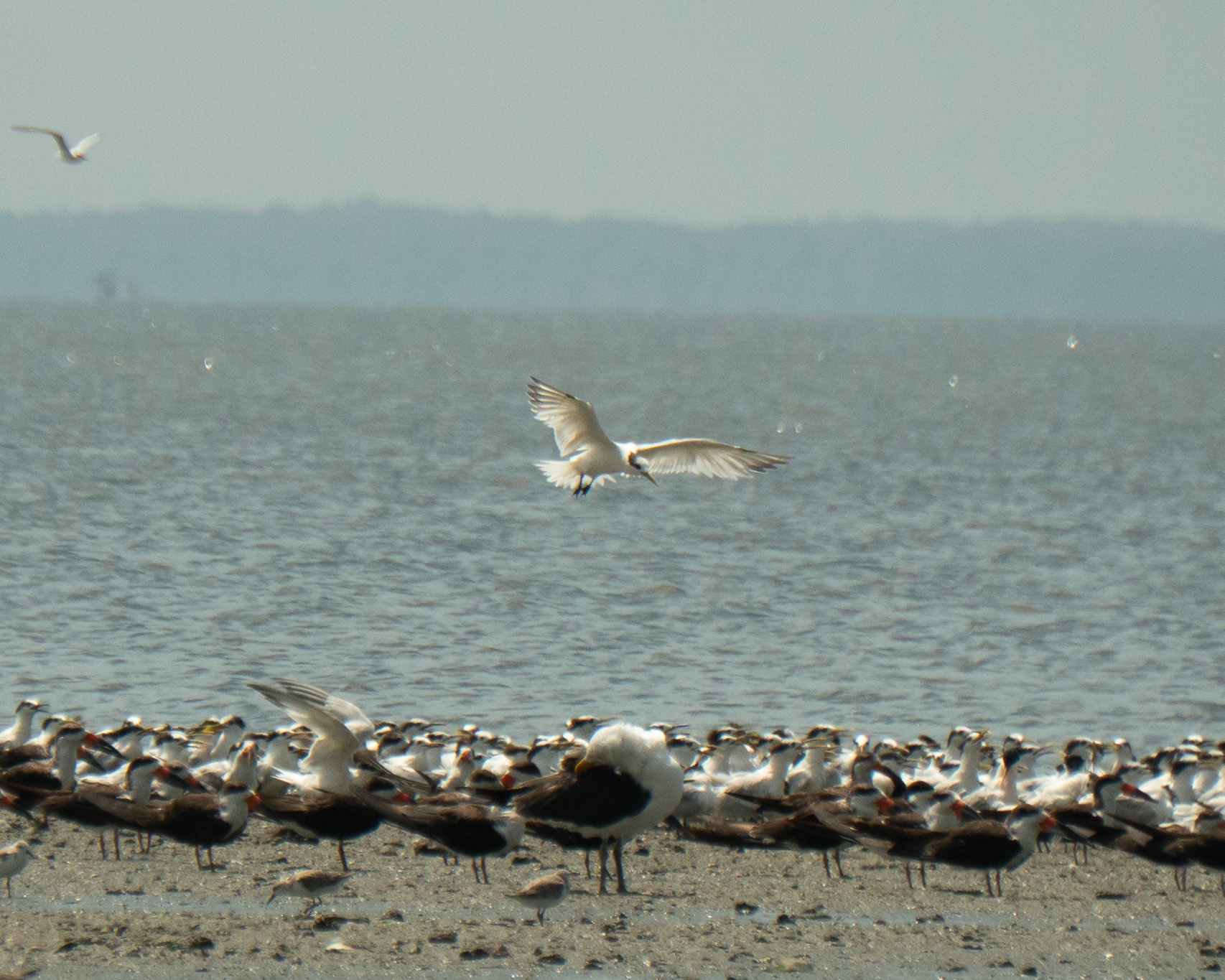 Sandwich Tern (Thalasseus sandvicensis), photo 4
