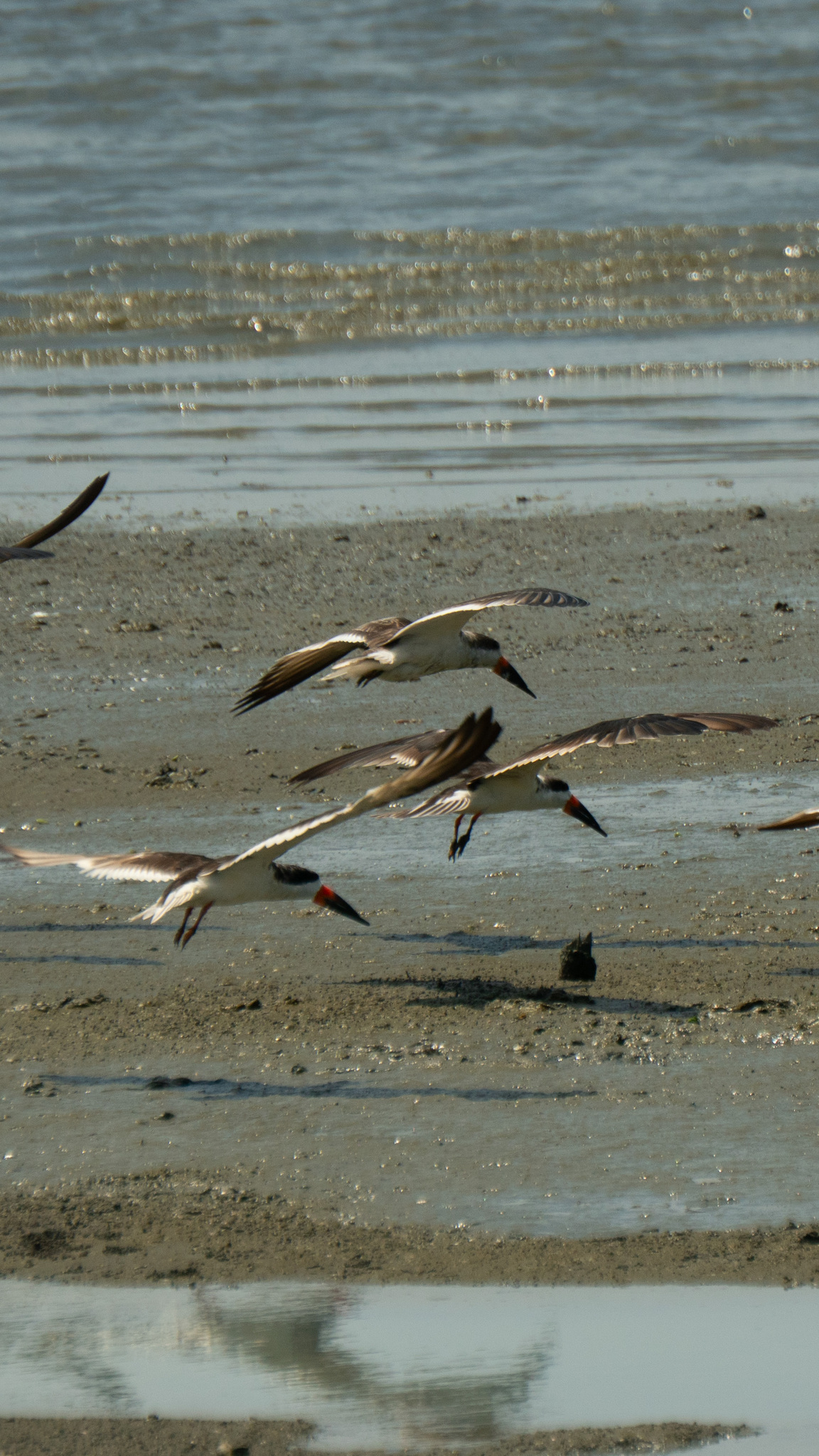 Black Skimmer (Rynchops niger), photo 5