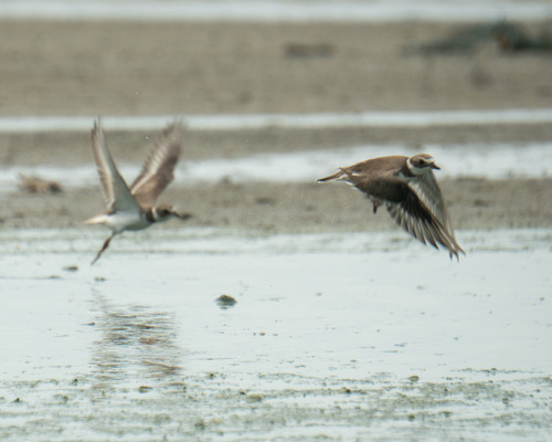 Semipalmated Plover (Charadrius semipalmatus), photo 4