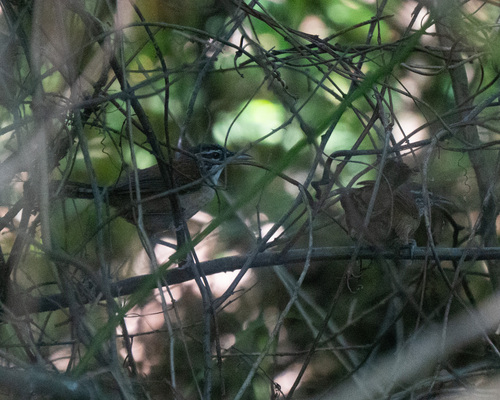 Moustached Wren (Pheugopedius genibarbis), photo 8