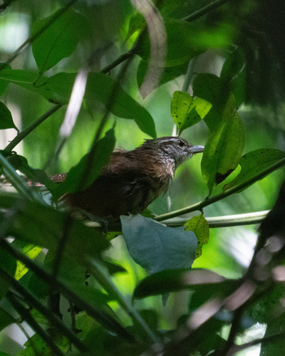 Long-billed Wren (Cantorchilus longirostris), photo 2