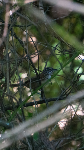 Moustached Wren (Pheugopedius genibarbis), photo 2