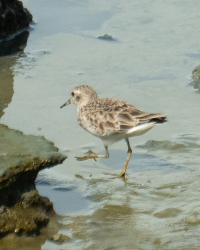 Least Sandpiper (Calidris minutilla), photo 5