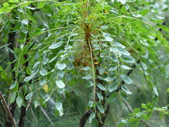 Marcetella moquiniana, photograph (c) Sheelagh Halsey, some rights reserved (CC BY)