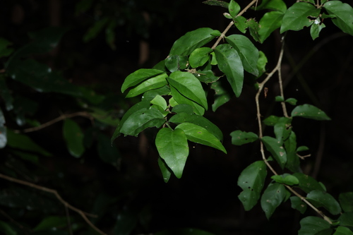 spiny gardenia (Randia moorei)