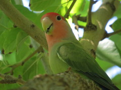 Agapornis roseicollis