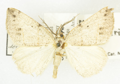 Drepanulatrix bifilata