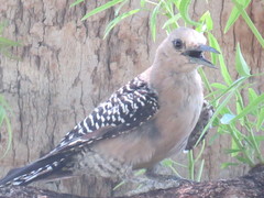 Melanerpes uropygialis