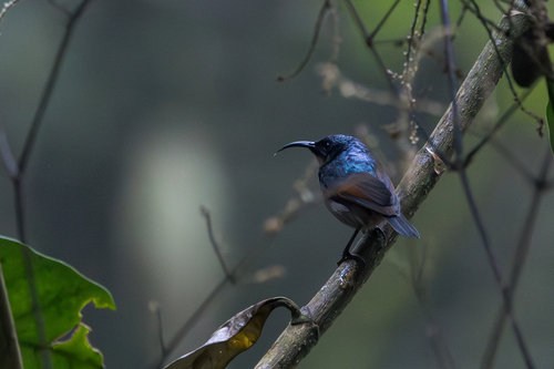 Rufous-winged Sunbird (Cinnyris rufipennis), photo 3