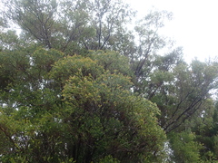 Metrosideros stipularis