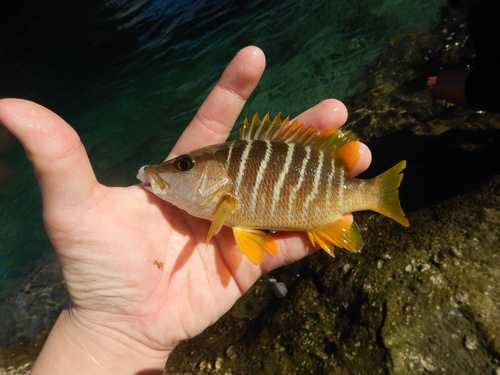 Schoolmaster snapper (Lutjanus apodus) — Lutjanidae — 2