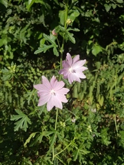 Malva