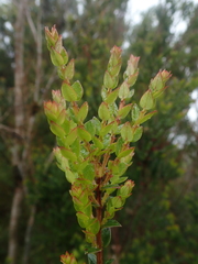 Metrosideros stipularis