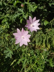Malva
