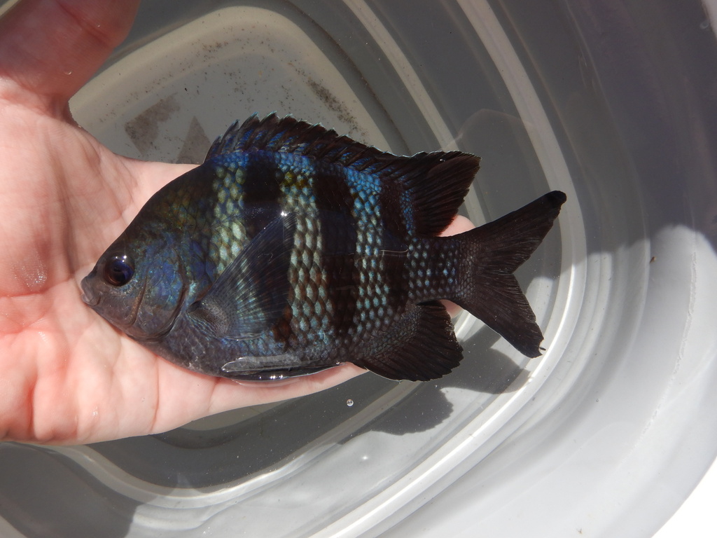 Photo of Sergeant major (Atlantic) (Abudefduf saxatilis)