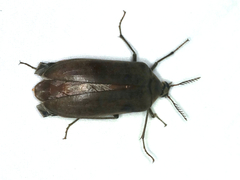 Trigonodera