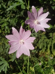 Malva