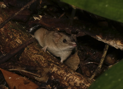 Subtropical Antechinus (Antechinus subtropicus)