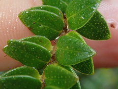 Metrosideros stipularis