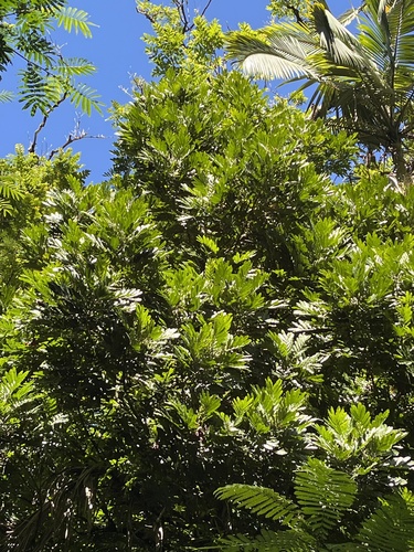 Filicium decipiens observed 2026-01-01