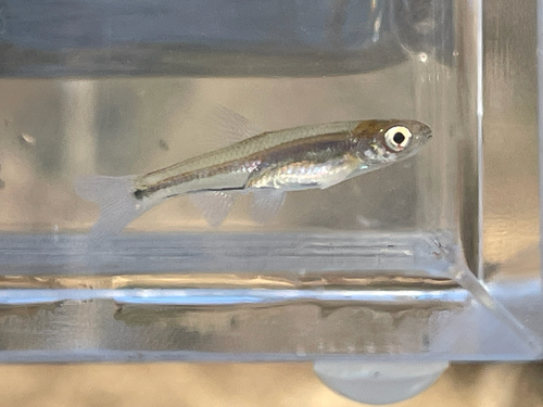Blacktail shiner (Cyprinella venusta) — Cyprinidae — 4